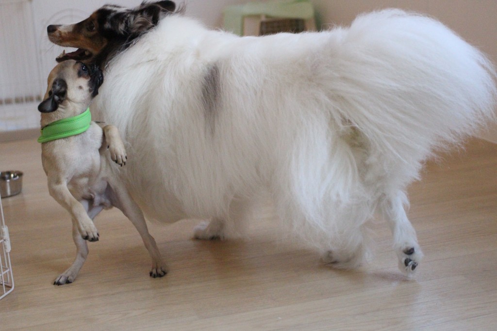 パグ　シェルティー　遊び　犬の保育園　バウビー　しつけ　トレーニング