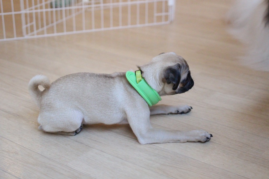パグ　伏せ　パピー　基本トレーニング　三鷹　犬の保育園