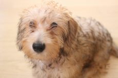 ワイヤーヘアードミニチュアダックスフンド　犬の保育園　しつけ　トレーニング　パピー