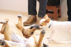 パピーパーティー