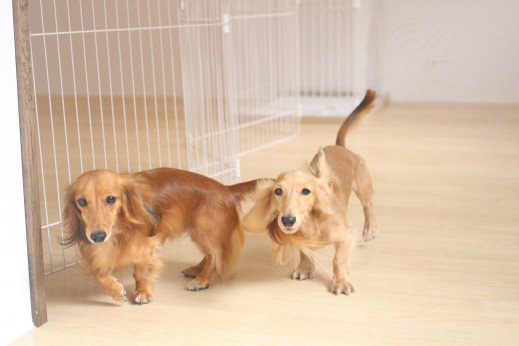 犬の保育園　ミニチュアダックスフンド　2頭　しつけ　トレーニング
