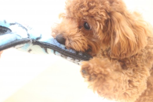 トイプードル　犬の保育園　バウビー　しつけ　トレーニング　おもちゃ遊び