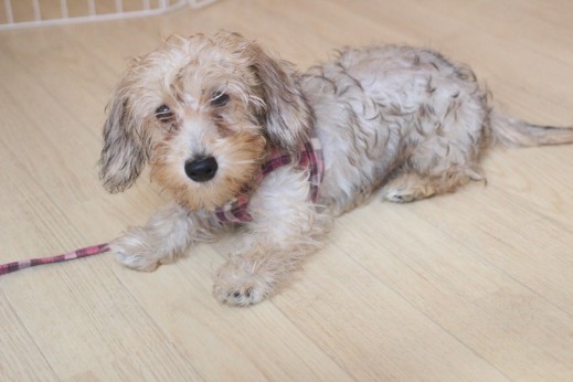 ワイヤーヘアードミニチュアダックスフンド　伏せ　犬の保育園　バウビー　しつけ　トレーニング
