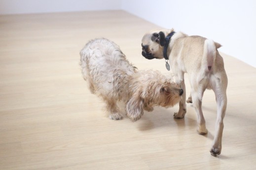パグ　ワイヤーヘアードミニチュアダックスフンド　遊び　犬の保育園　バウビー　しつけ　トレーニング