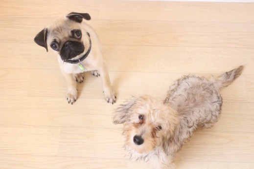 パグ　ワイヤーヘアードミニチュアダックスフンド　犬の保育園　バウビー　しつけ　　トレーニング　おすわり