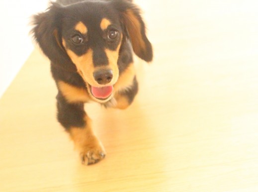 ミニチュアダックスフンド　犬の保育園　バウビー　しつけ