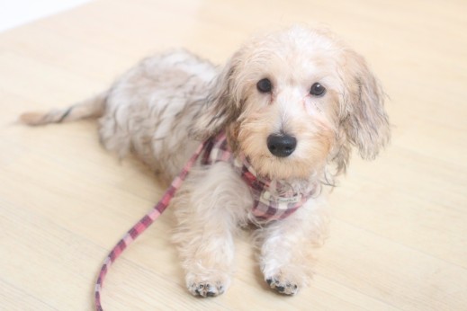 ワイヤーヘアードミニチュアダックスフンド　フセ　犬の保育園