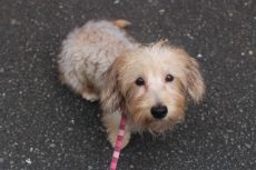 ワイやヘアードミニチュアダックスフンド　犬の保育園　バウビー　しつけ　トレーニング　お散歩