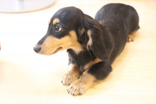 ミニチュアダックスフンド　犬の保育園　バウビー　しつけ　トレーニング