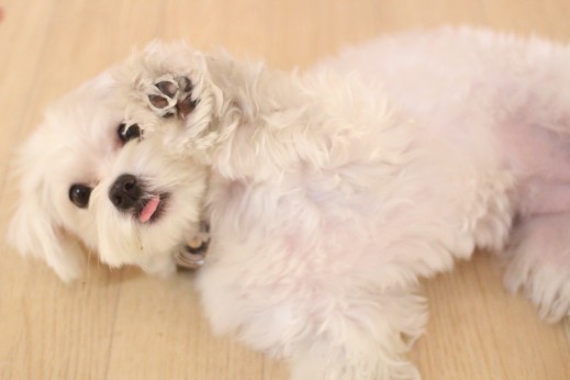 マルチーズ　犬の保育園　バウビー