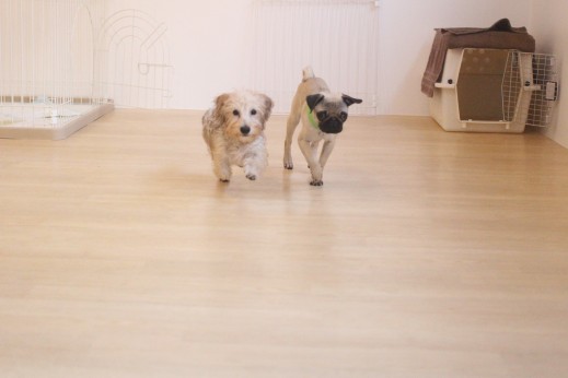 パグ　ワイヤーヘアードミニチュアダックスフンド　犬の保育園