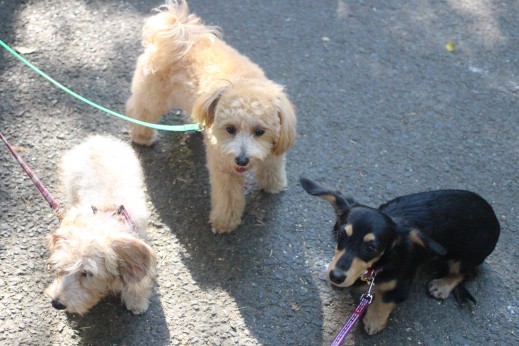 ワイヤーヘアードミニチュアダックスフンド　ミニチュアダックスフンド　犬の保育園　バウビー　しつけ　トレーニング　マルチーズ　トイプードル