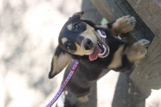 ミニチュアダックスフンド　犬の保育園　バウビー　しつけ　お散歩