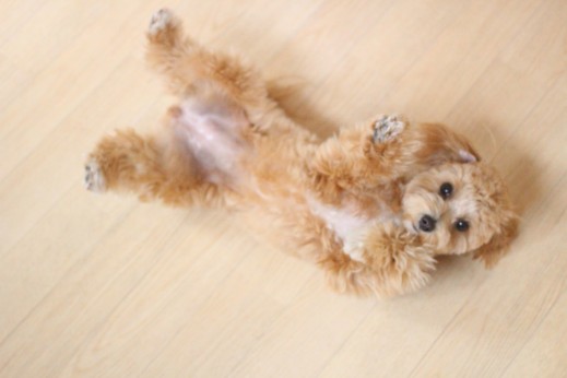 マルチーズ　　トイプードル　犬の保育園　バウビー