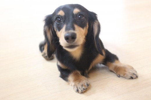 ミニチュアダックスフンド　犬の保育園　バウビー　しつけ　トレーニング
