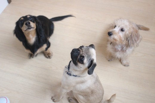 ワイヤーヘアードミニチュアダックスフンド　　ミニチュアダックスフンド　パグ　犬の保育園　バウビー　しつけ　トレーニング