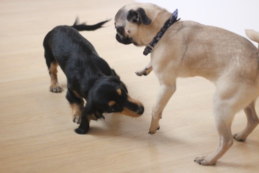 パグ　ミニチュアダックスフンド　犬の保育園　バウビー　しつけ　トレーニング