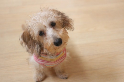 ワイヤーヘアードミニチュアダックスフンド　犬の保育園　バウビー　しつけ　トレーニング
