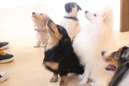ポメラニアン　ワイヤーヘアードミニチュアダックスフンドフンド　パグ　シェルティー　犬の保育園　バウビー　しつけ　トレーニング