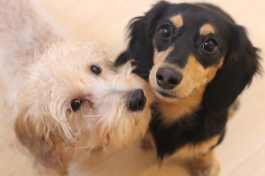 ワイヤーヘアードミニチュアダックスフンド　犬の保育園　バウビー　しつけ　トレーニング　２頭　遊び　オスワリ