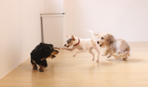 ワイヤーヘアードミニチュアダックスフンド　犬の保育園　バウビー　ミニチュアピンシャー　チワワ　