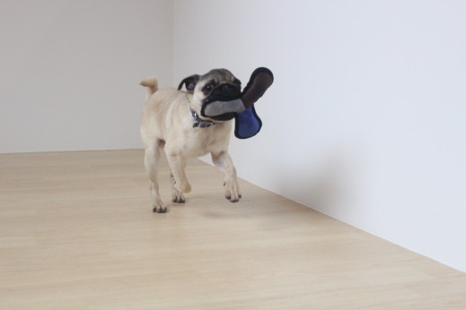 パグ　犬の保育園　バウビー　しつけ　トレーニング　おもちゃ遊び
