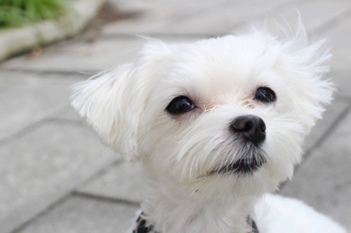 マルチーズ　犬の保育園　バウビー　お散歩　アイコンタクト