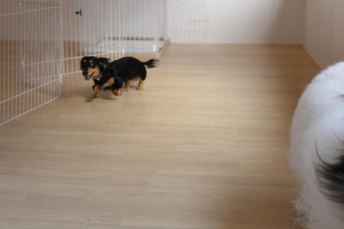 ダックス　犬の保育園　バウビー　犬の遊び　しつけ　トレーニング
