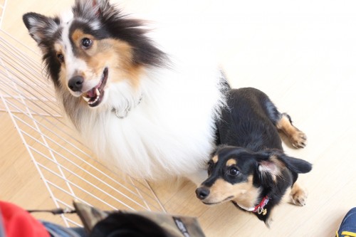 ダックス　シェルティ　犬の保育園　バウビー　オスワリ　トレーニング　しつけ