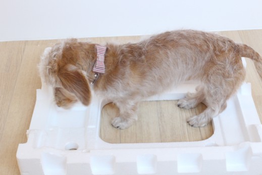 ワイヤーヘアードミニチュアダックスフンド　犬の保育園　バウビー　しつけ　　トレーニング