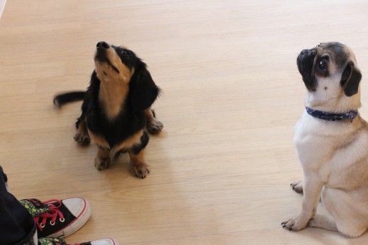 ミニチュアダックスフンド　犬の保育園　バウビー　しつけ　トレーニング　パグ