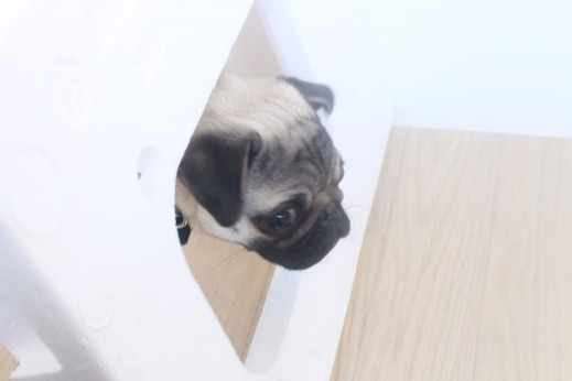 パグ　犬の保育園　バウビー　しつけ　トレーニング