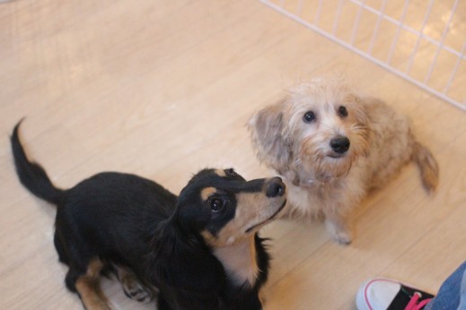 ワイヤーヘアードミニチュアダックスフンド　犬の保育園　バウビー　しつけ　トレーニング