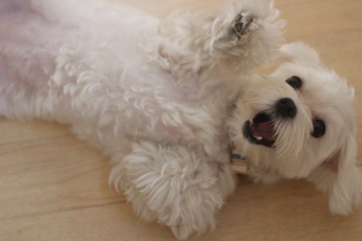 マルチーズ　犬の保育園　バウビー　しつけ　トレーニング　