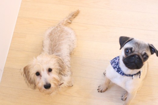 パグ　ワイヤーヘアードミニチュアダックスフンド　犬の保育園　バウビー　しつけ　トレーニング