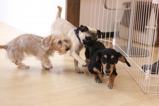パグ　ワイヤーヘアードミニチュアダックスフンド　犬の保育園　バウビー　パピー　遊び