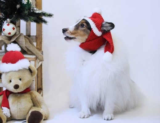 シェルティーとクリスマスツリー