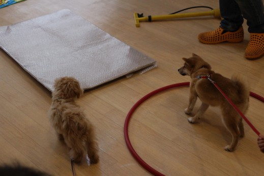 犬の保育園　バウビー　　しつけ　トレーニング　豆柴　トイプードル　　　　マルチーズ　足場慣れ　