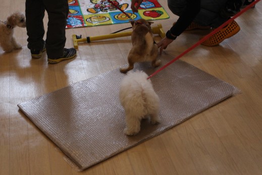 犬の保育園　バウビー　　しつけ　トレーニング　豆柴　トイプードル　　　　マルチーズ　MIX　足場慣れ