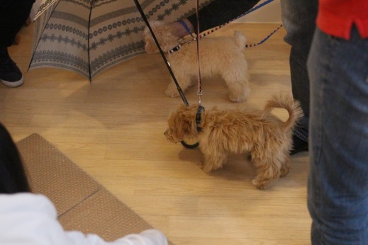 犬の保育園　バウビー　　しつけ　トレーニング　パピーパーティー　トイプードル　　　　マルチーズ　MIX　傘慣れ　2頭　物慣れ