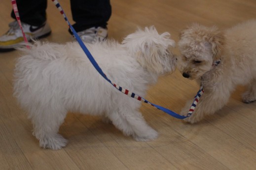 犬の保育園　バウビー　　しつけ　トレーニング　パピーパーティー　トイプードル　　　　マルチーズ　犬同士のご挨拶　リード　カラー