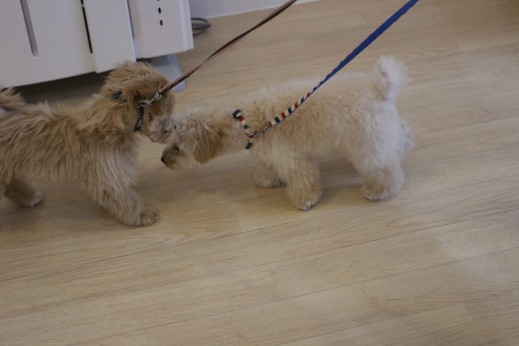 犬の保育園　バウビー　　しつけ　トレーニング　トイプードル　　　　マルチーズ　MIX　犬慣れ　リード　カラー　犬同士のご挨拶