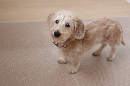 ワイヤーヘアードミニチュアダックスフンド　犬の保育園　バウビー　しつけ　トレーニング　段ボール　プチプチ　足場慣れ　パピー