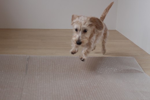 ワイヤーヘアードミニチュアダックスフンド　犬の保育園　バウビー　しつけ　トレーニング　足場慣れ　段ボール　プチプチ　ジャンプ　パピー