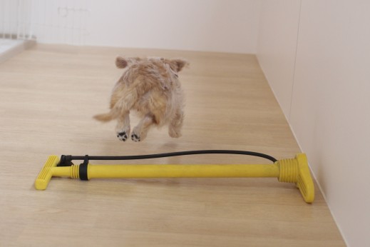 ワイヤーヘアードミニチュアダックスフンド　犬の保育園　バウビー　しつけ　トレーニング　空気入れ　ジャンプ　物慣れ　パピー