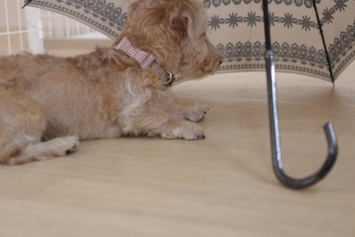 ワイヤーヘアードミニチュアダックスフンド　犬の保育園　バウビー　しつけ　トレーニング　傘　フセ　物慣れ　パピー