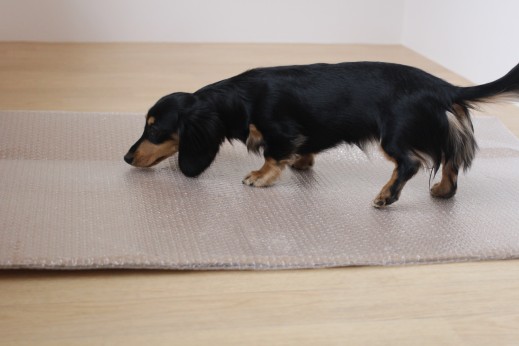 ミニチュアダックスフンド　　犬の保育園　バウビー　しつけ　　トレーニング　段ボール　プチプチ　足場慣れ　