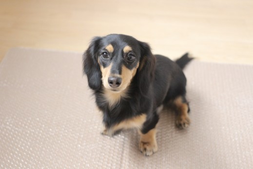 ミニチュアダックスフンド　　犬の保育園　　バウビー　しつけ　　トレーニング　段ボール　プチプチ　足場慣れ　オスワリ