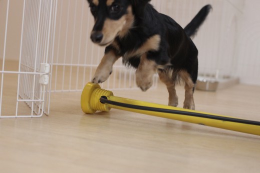 ミニチュアダックスフンド　　犬の保育園　　バウビー　しつけ　　トレーニング　　空気入れ　ジャンプ　物慣れ　パピー