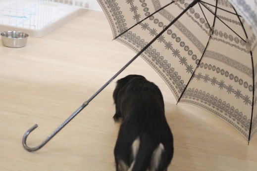 ミニチュアダックスフンド　犬の保育園　バウビー　しつけ　トレーニング　傘　物慣れ　パピー